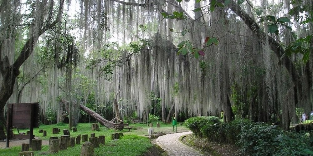 Sendero de piedra serpenteando bajo árboles cubiertos de barbas de viejo en el parque El Gallineral