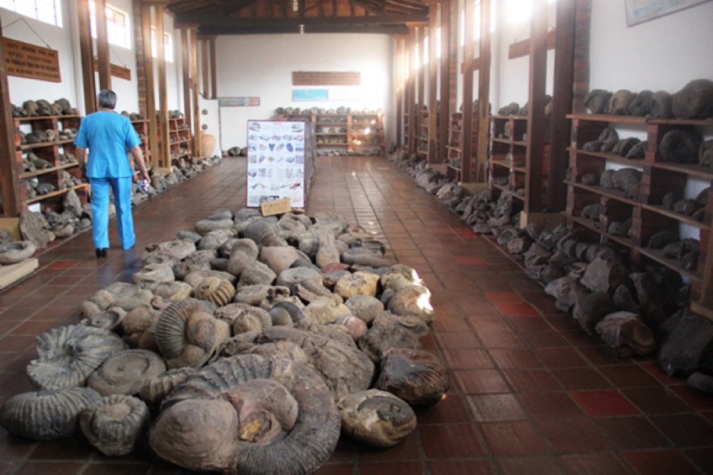 Sala del museo paleontológico de Guane con cientos de fósiles de amonitas exhibidos en el piso y en estanterías de madera